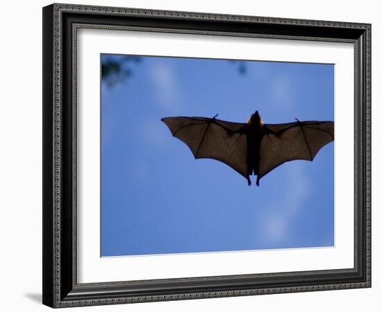 Madagascar Flying Fox Fruit Bat in Flight, Berenty Private Reserve, South Madagascar-Inaki Relanzon-Framed Photographic Print