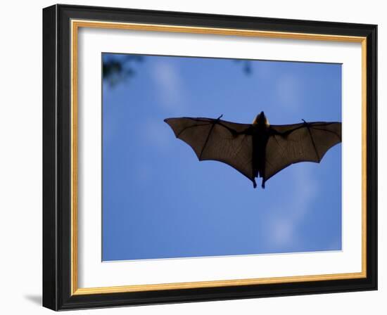 Madagascar Flying Fox Fruit Bat in Flight, Berenty Private Reserve, South Madagascar-Inaki Relanzon-Framed Photographic Print