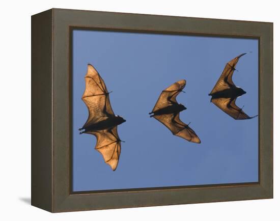 Madagascar Fruit Bat Flying Fox Berenty Reserve, Madagascar-Edwin Giesbers-Framed Premier Image Canvas