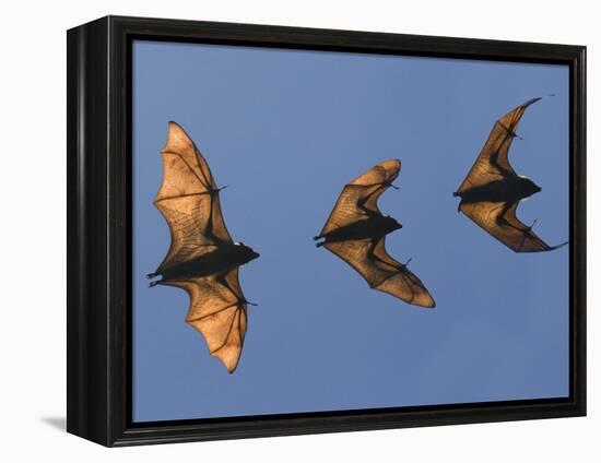 Madagascar Fruit Bat Flying Fox Berenty Reserve, Madagascar-Edwin Giesbers-Framed Premier Image Canvas