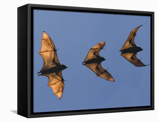 Madagascar Fruit Bat Flying Fox Berenty Reserve, Madagascar-Edwin Giesbers-Framed Premier Image Canvas