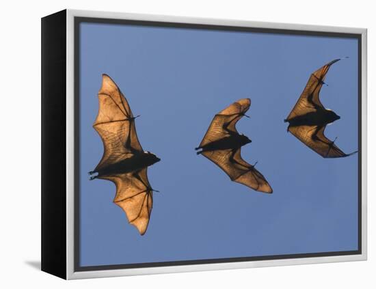 Madagascar Fruit Bat Flying Fox Berenty Reserve, Madagascar-Edwin Giesbers-Framed Premier Image Canvas