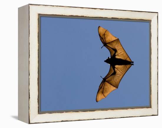 Madagascar Fruit Bat Flying Fox Berenty Reserve, Madagascar-Edwin Giesbers-Framed Premier Image Canvas