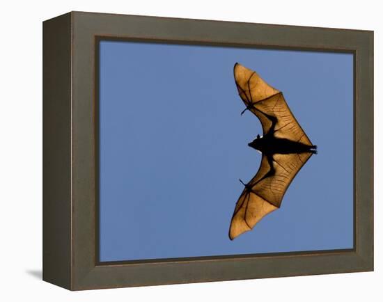 Madagascar Fruit Bat Flying Fox Berenty Reserve, Madagascar-Edwin Giesbers-Framed Premier Image Canvas