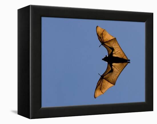 Madagascar Fruit Bat Flying Fox Berenty Reserve, Madagascar-Edwin Giesbers-Framed Premier Image Canvas