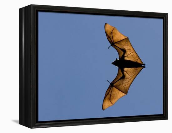 Madagascar Fruit Bat Flying Fox Berenty Reserve, Madagascar-Edwin Giesbers-Framed Premier Image Canvas