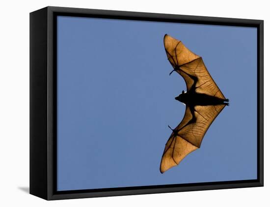 Madagascar Fruit Bat Flying Fox Berenty Reserve, Madagascar-Edwin Giesbers-Framed Premier Image Canvas