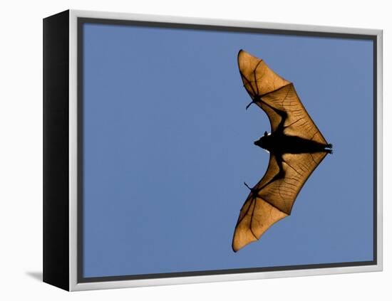 Madagascar Fruit Bat Flying Fox Berenty Reserve, Madagascar-Edwin Giesbers-Framed Premier Image Canvas