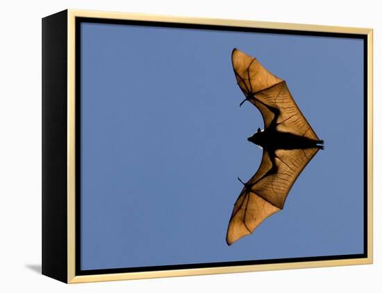 Madagascar Fruit Bat Flying Fox Berenty Reserve, Madagascar-Edwin Giesbers-Framed Premier Image Canvas