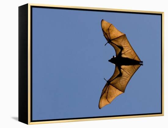 Madagascar Fruit Bat Flying Fox Berenty Reserve, Madagascar-Edwin Giesbers-Framed Premier Image Canvas