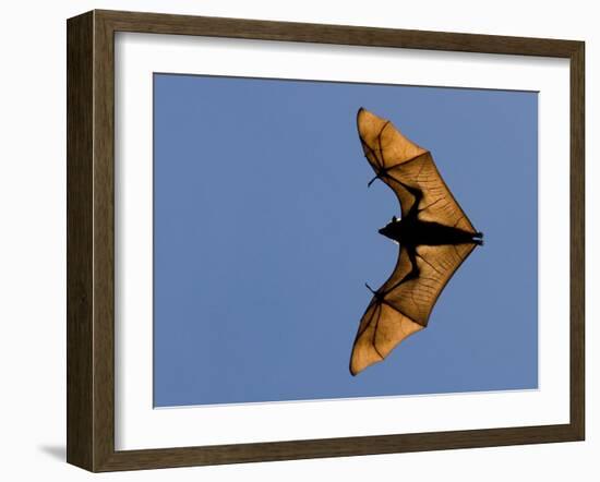 Madagascar Fruit Bat Flying Fox Berenty Reserve, Madagascar-Edwin Giesbers-Framed Photographic Print