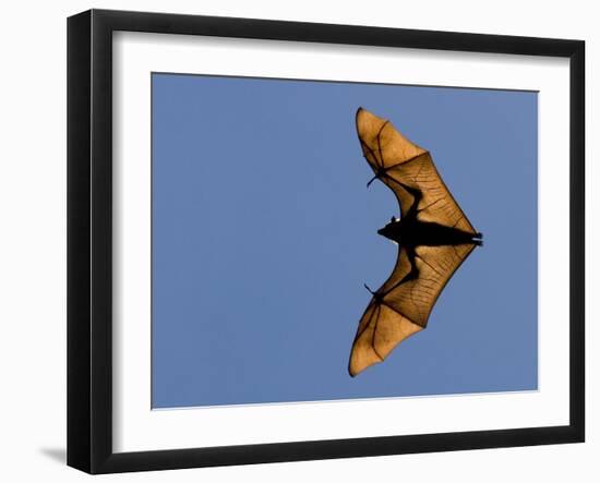 Madagascar Fruit Bat Flying Fox Berenty Reserve, Madagascar-Edwin Giesbers-Framed Photographic Print