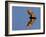 Madagascar Fruit Bat Flying Fox Berenty Reserve, Madagascar-Edwin Giesbers-Framed Photographic Print