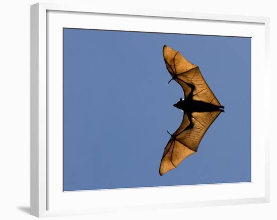 Madagascar Fruit Bat Flying Fox Berenty Reserve, Madagascar-Edwin Giesbers-Framed Photographic Print