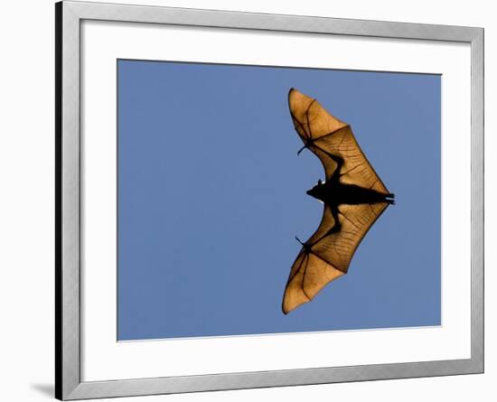 Madagascar Fruit Bat Flying Fox Berenty Reserve, Madagascar-Edwin Giesbers-Framed Photographic Print