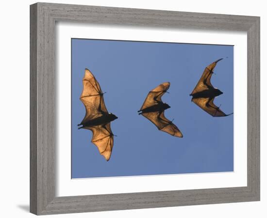 Madagascar Fruit Bat Flying Fox Berenty Reserve, Madagascar-Edwin Giesbers-Framed Photographic Print