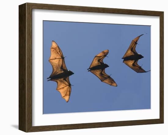 Madagascar Fruit Bat Flying Fox Berenty Reserve, Madagascar-Edwin Giesbers-Framed Photographic Print