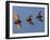 Madagascar Fruit Bat Flying Fox Berenty Reserve, Madagascar-Edwin Giesbers-Framed Photographic Print