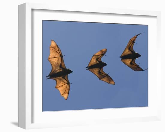 Madagascar Fruit Bat Flying Fox Berenty Reserve, Madagascar-Edwin Giesbers-Framed Photographic Print