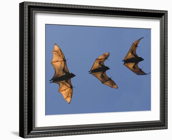 Madagascar Fruit Bat Flying Fox Berenty Reserve, Madagascar-Edwin Giesbers-Framed Photographic Print