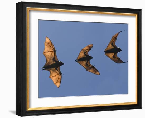 Madagascar Fruit Bat Flying Fox Berenty Reserve, Madagascar-Edwin Giesbers-Framed Photographic Print