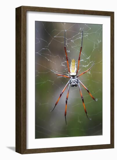 Madagascar Golden Orb Weaver (Nephila inaurata madagascariensis), Madagascar-Carlo Morucchio-Framed Photographic Print