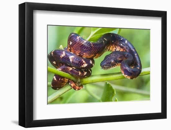 Madagascar ground boa (Acrantophis madagascariensis), Madagascar-Panoramic Images-Framed Photographic Print