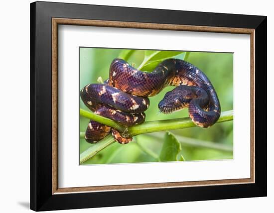 Madagascar ground boa (Acrantophis madagascariensis), Madagascar-Panoramic Images-Framed Photographic Print