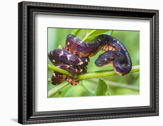 Madagascar ground boa (Acrantophis madagascariensis), Madagascar-Panoramic Images-Framed Photographic Print