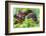 Madagascar ground boa (Acrantophis madagascariensis), Madagascar-Panoramic Images-Framed Photographic Print