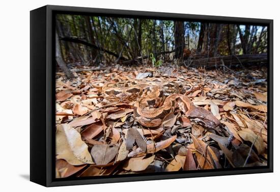 Madagascar ground boa lying in leaf litter, Madagascar-Nick Garbutt-Framed Premier Image Canvas