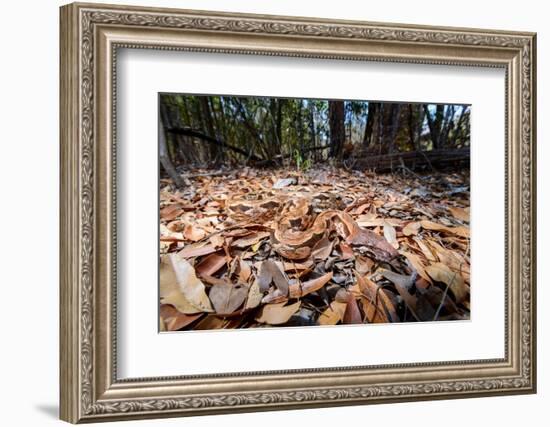 Madagascar ground boa lying in leaf litter, Madagascar-Nick Garbutt-Framed Photographic Print