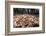 Madagascar ground boa lying in leaf litter, Madagascar-Nick Garbutt-Framed Photographic Print