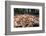 Madagascar ground boa lying in leaf litter, Madagascar-Nick Garbutt-Framed Photographic Print