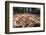 Madagascar ground boa lying in leaf litter, Madagascar-Nick Garbutt-Framed Photographic Print