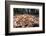 Madagascar ground boa lying in leaf litter, Madagascar-Nick Garbutt-Framed Photographic Print