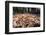 Madagascar ground boa lying in leaf litter, Madagascar-Nick Garbutt-Framed Photographic Print