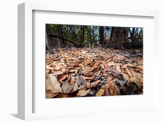 Madagascar ground boa lying in leaf litter, Madagascar-Nick Garbutt-Framed Photographic Print