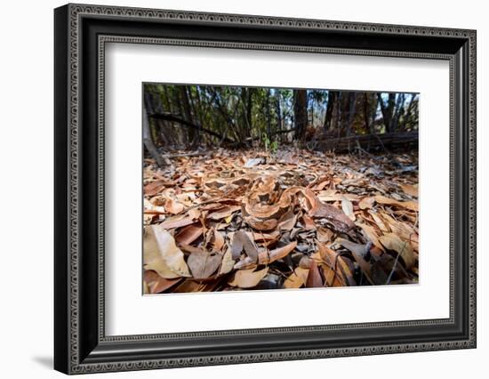 Madagascar ground boa lying in leaf litter, Madagascar-Nick Garbutt-Framed Photographic Print