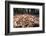 Madagascar ground boa lying in leaf litter, Madagascar-Nick Garbutt-Framed Photographic Print