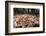 Madagascar ground boa lying in leaf litter, Madagascar-Nick Garbutt-Framed Photographic Print