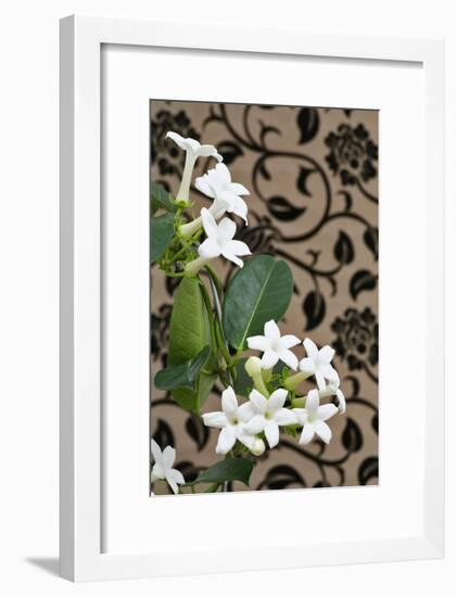 Madagascar Jasmine or Waxflower, Blossoms, Indoor Plant, Climbing Plant-Sweet Ink-Framed Photographic Print