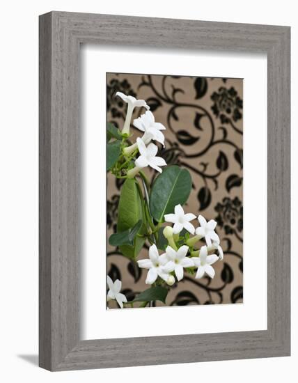 Madagascar Jasmine or Waxflower, Blossoms, Indoor Plant, Climbing Plant-Sweet Ink-Framed Photographic Print