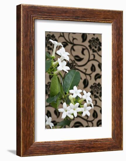 Madagascar Jasmine or Waxflower, Blossoms, Indoor Plant, Climbing Plant-Sweet Ink-Framed Photographic Print