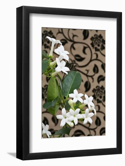 Madagascar Jasmine or Waxflower, Blossoms, Indoor Plant, Climbing Plant-Sweet Ink-Framed Photographic Print