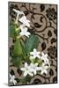 Madagascar Jasmine or Waxflower, Blossoms, Indoor Plant, Climbing Plant-Sweet Ink-Mounted Photographic Print