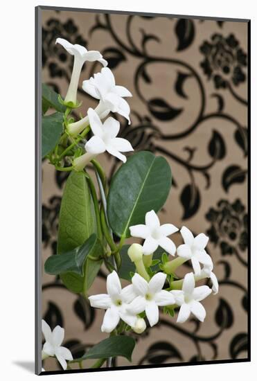 Madagascar Jasmine or Waxflower, Blossoms, Indoor Plant, Climbing Plant-Sweet Ink-Mounted Photographic Print