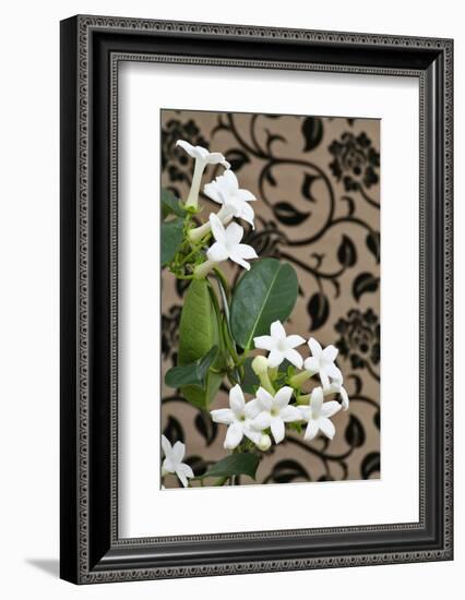 Madagascar Jasmine or Waxflower, Blossoms, Indoor Plant, Climbing Plant-Sweet Ink-Framed Photographic Print