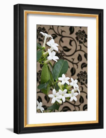 Madagascar Jasmine or Waxflower, Blossoms, Indoor Plant, Climbing Plant-Sweet Ink-Framed Photographic Print
