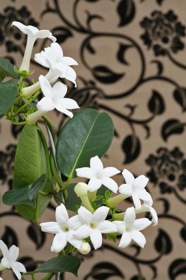 Madagascar Jasmine Or Waxflower Blossoms Indoor Plant Climbing Plant Photographic Print Sweet Ink Art Com